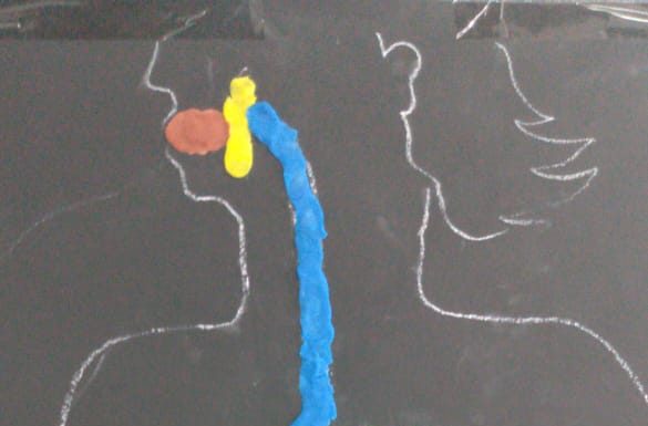 Proyecto “El cuerpo humano y sus sistemas”