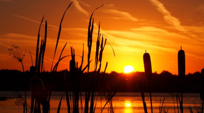 Coronavirus y Nosotros