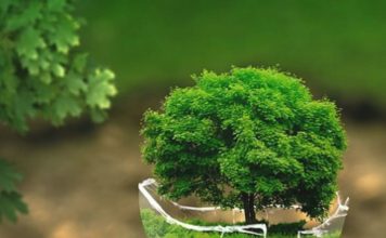 Dia mundial del medio ambiente.