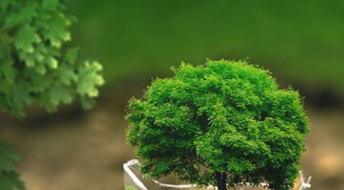 Dia mundial del medio ambiente.